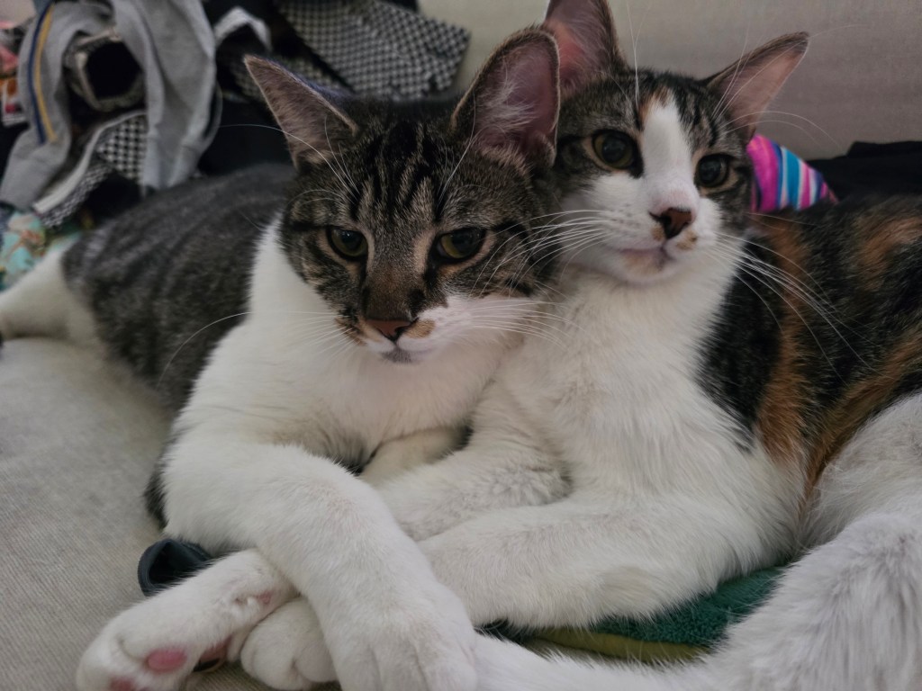 Two cats cuddling closely on a couch, one with a tabby pattern and the other with calico coloring, both appear relaxed.